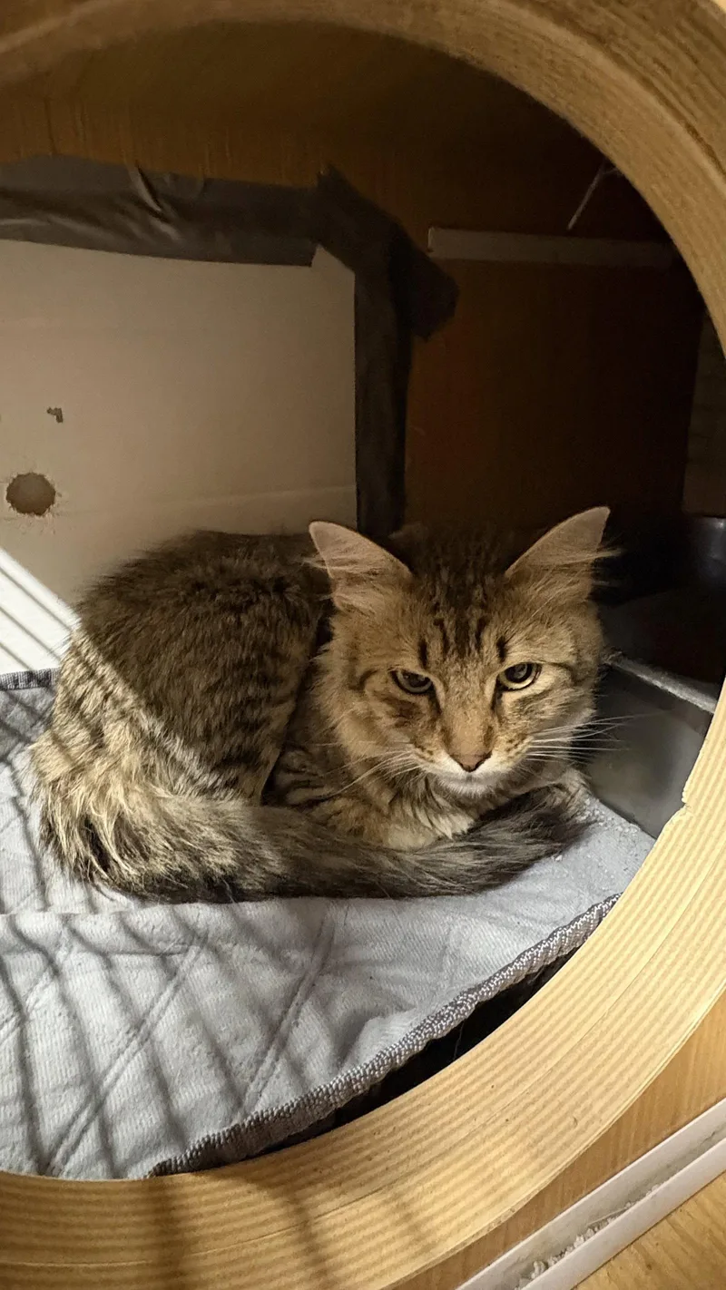 A young medium-sized male Domestic Medium Hair cat named Montana for adoption in White Bluff, TN