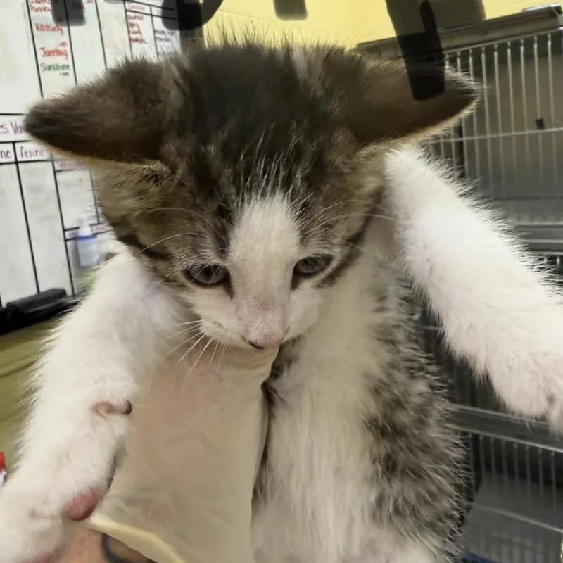 A baby small-sized female Brown / Chocolate Domestic Short Hair cat named Papaya for adoption in Dover, NH