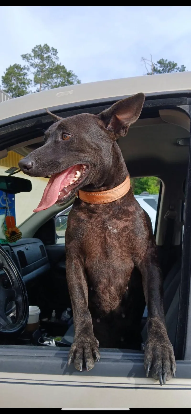An adult medium-sized female Bicolor Mixed Breed dog named Harley for adoption in Livingston, TX