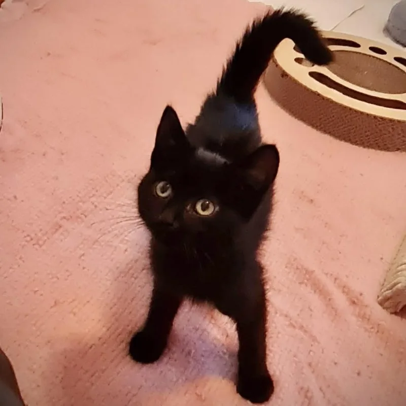 A young medium-sized female Black American Shorthair cat named Nugget for adoption in West newton, PA