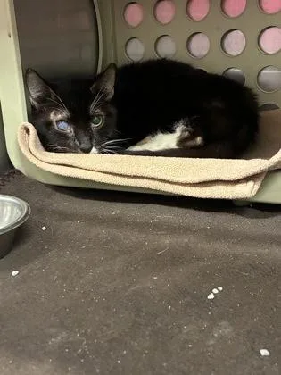 An adult medium-sized male Domestic Short Hair cat named Honk for adoption in Lafayette, IN