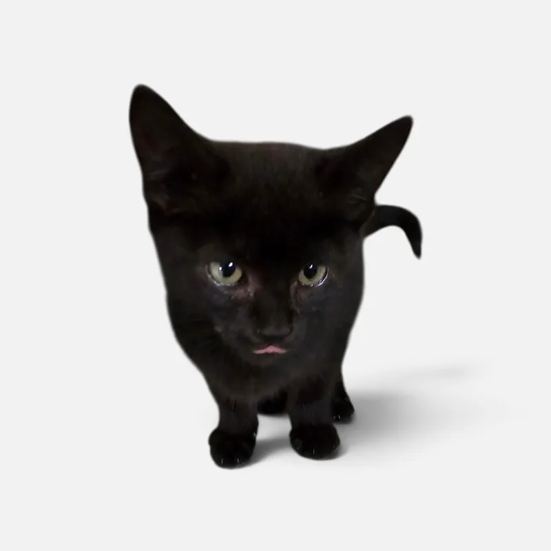 A young medium-sized female Black Domestic Short Hair cat named Raven for adoption in Denison, IA