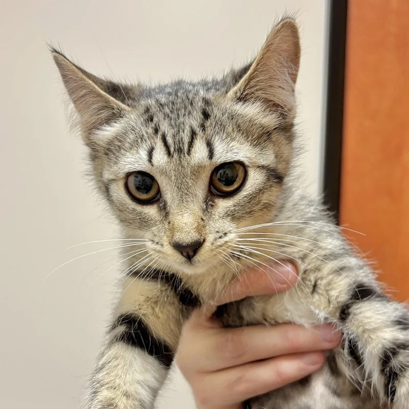 A baby medium-sized female Domestic Short Hair cat named Reggie for adoption in Sonora, CA