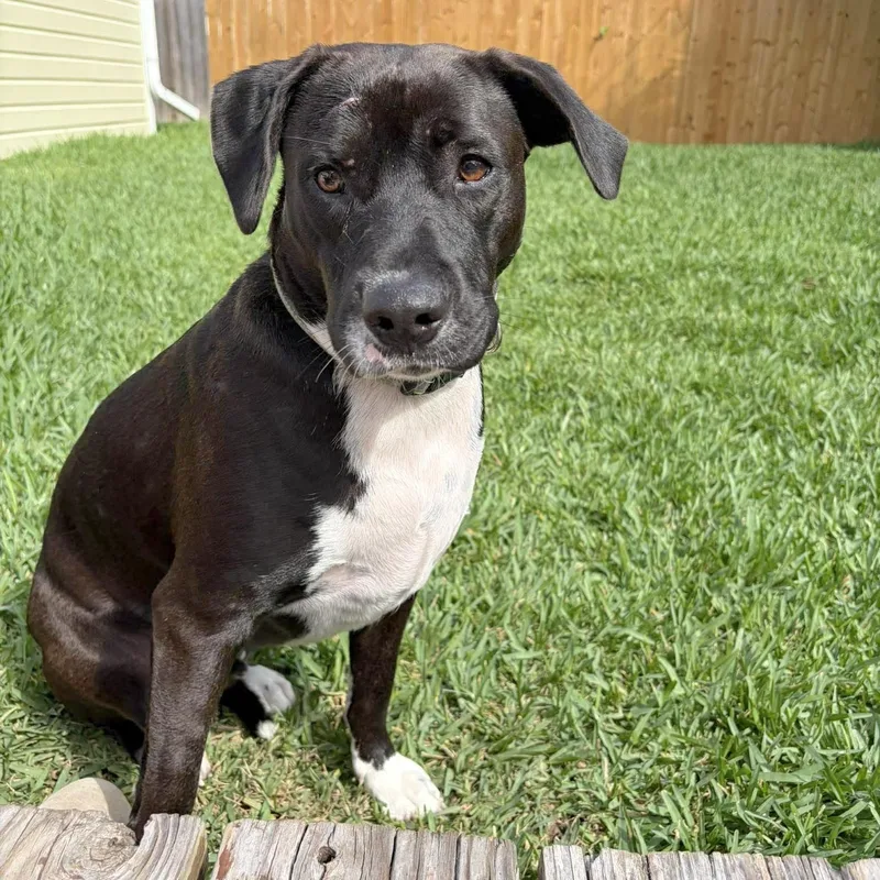 An adult large-sized male Bicolor Terrier dog named Snoops for adoption in Corpus Christi, TX