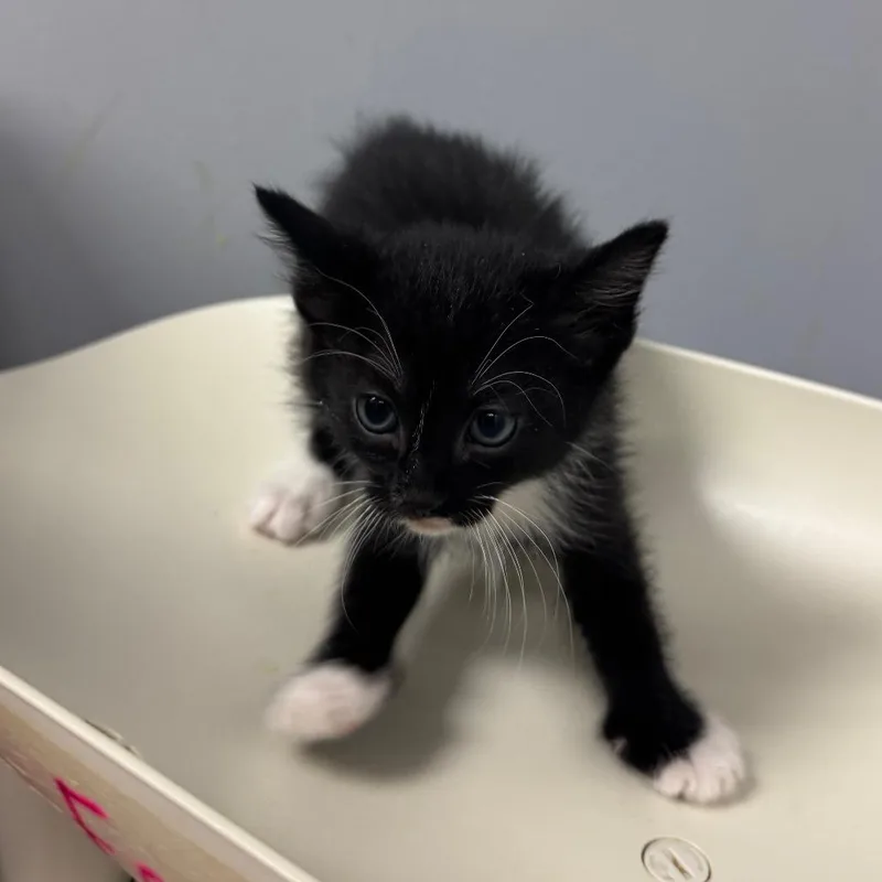 A baby small-sized female Black Domestic Short Hair cat named Pop for adoption in Columbus, GA