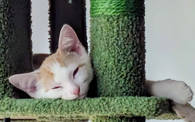 A baby medium-sized male Orange & White Domestic Short Hair cat named Oliver for adoption in Kansas City, MO