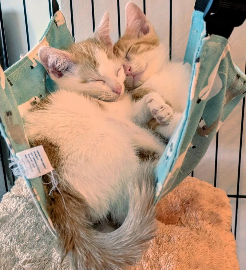 Oliver thumbnail 2