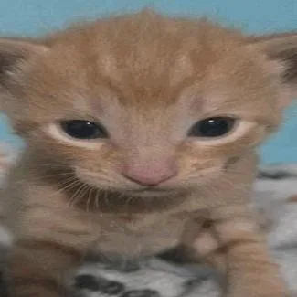 A baby small-sized male Buff / Tan / Fawn Domestic Short Hair cat named Yel for adoption in New York, NY