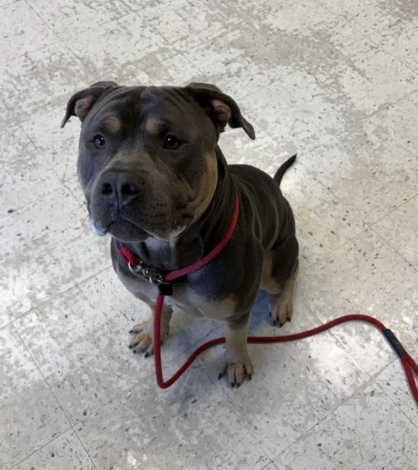 A young large-sized male Pit Bull Terrier dog named Lumpy for adoption in Salt Lake City, UT