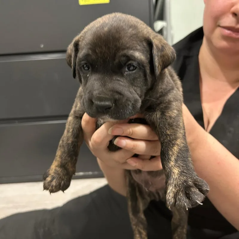 A baby medium-sized male Brindle Labrador Retriever dog named Rubble for adoption in Waldorf, MD
