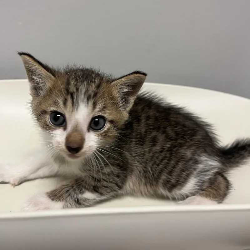 A baby small-sized male Gray / Blue / Silver Domestic Short Hair cat named Japikent for adoption in Chattanooga, TN