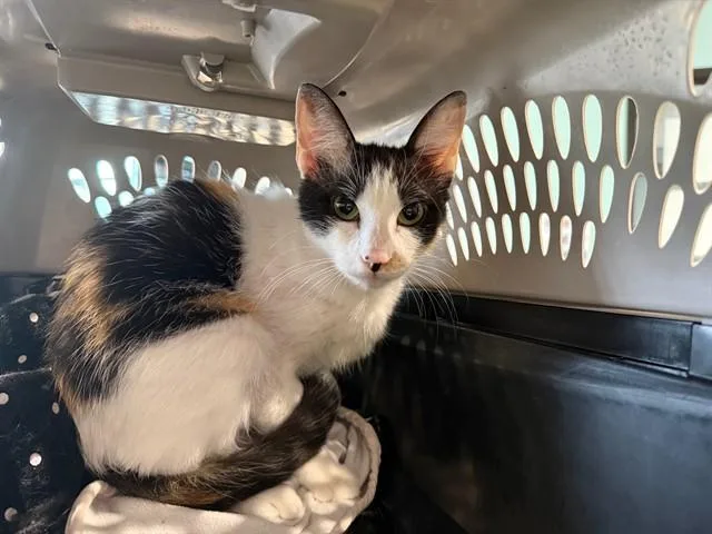 A young small-sized female Domestic Short Hair cat named Hazel for adoption in Garland, TX