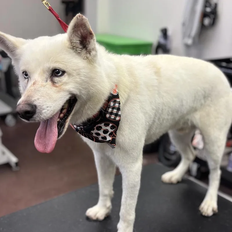 An adult medium-sized male White / Cream Husky dog named Hoff for adoption in Idaho Falls, ID