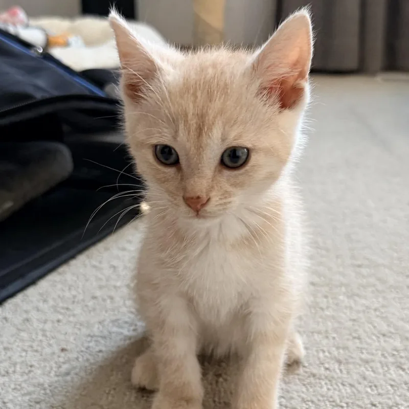 A baby small-sized male Buff / Tan / Fawn Domestic Short Hair cat named London for adoption in Ferndale, MI