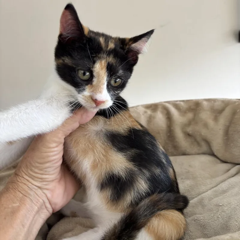 A baby small-sized female Calico Domestic Short Hair cat named Heidi for adoption in League City, TX