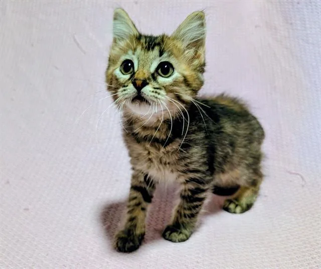 A baby small-sized female Domestic Short Hair cat named Mitz for adoption in Sugar Land, TX