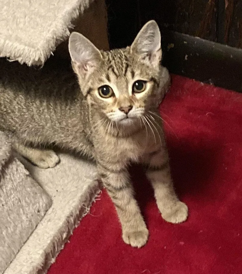 A baby medium-sized female Domestic Short Hair cat named Bolete for adoption in Trenton, NJ