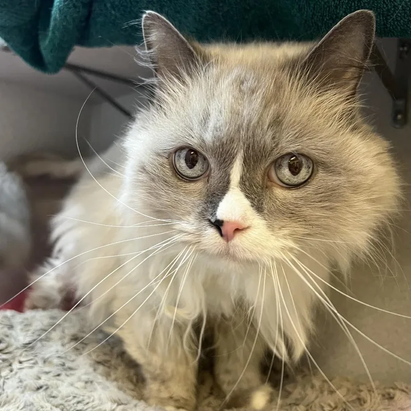 A senior medium-sized male Gray / Blue / Silver Domestic Medium Hair cat named Cloudy for adoption in Pittsburgh, PA