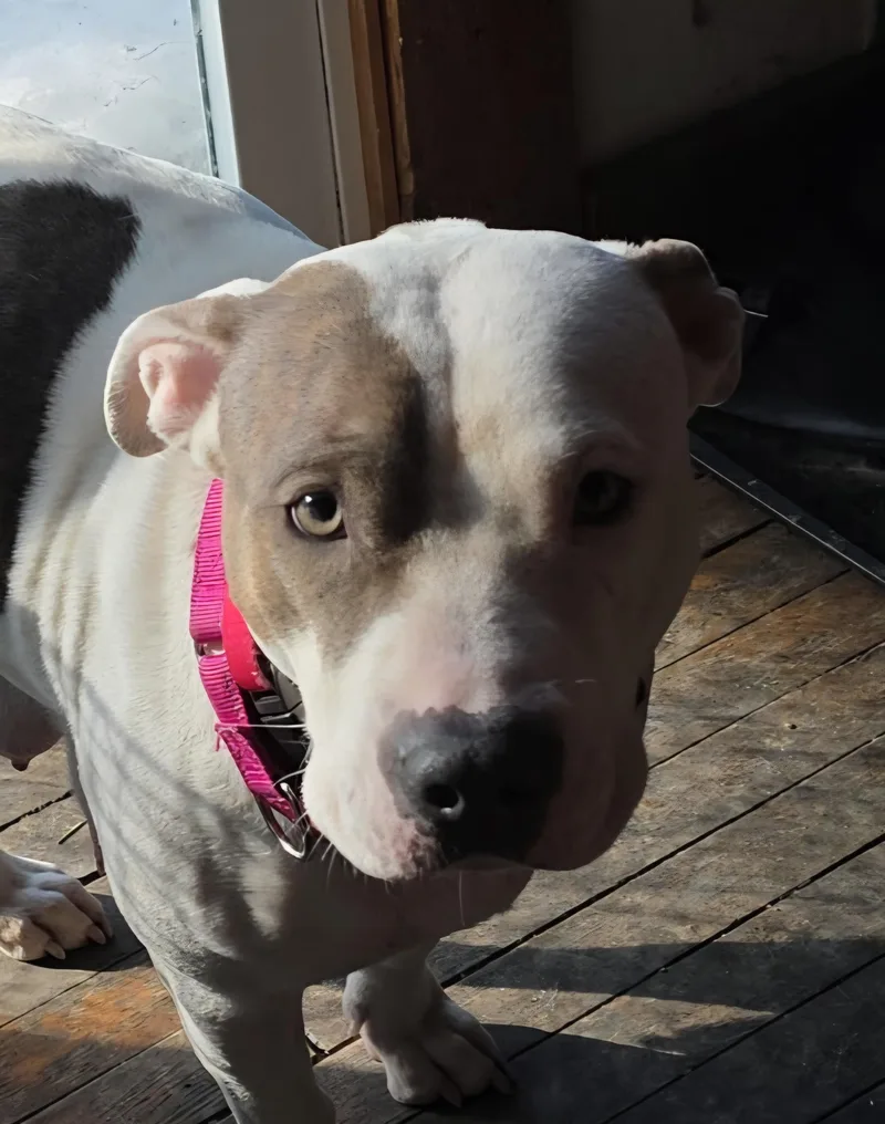 Glitter Gal thumbnail 3