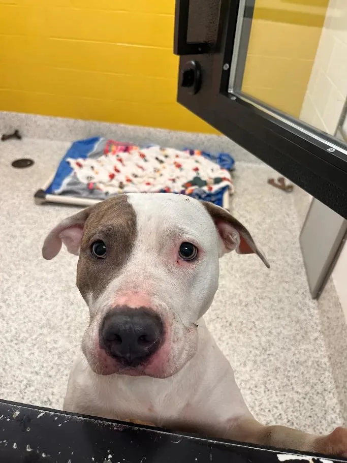 Glitter Gal thumbnail 4