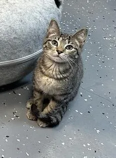 A baby small-sized male Domestic Short Hair cat named Simba for adoption in Woodbridge, VA
