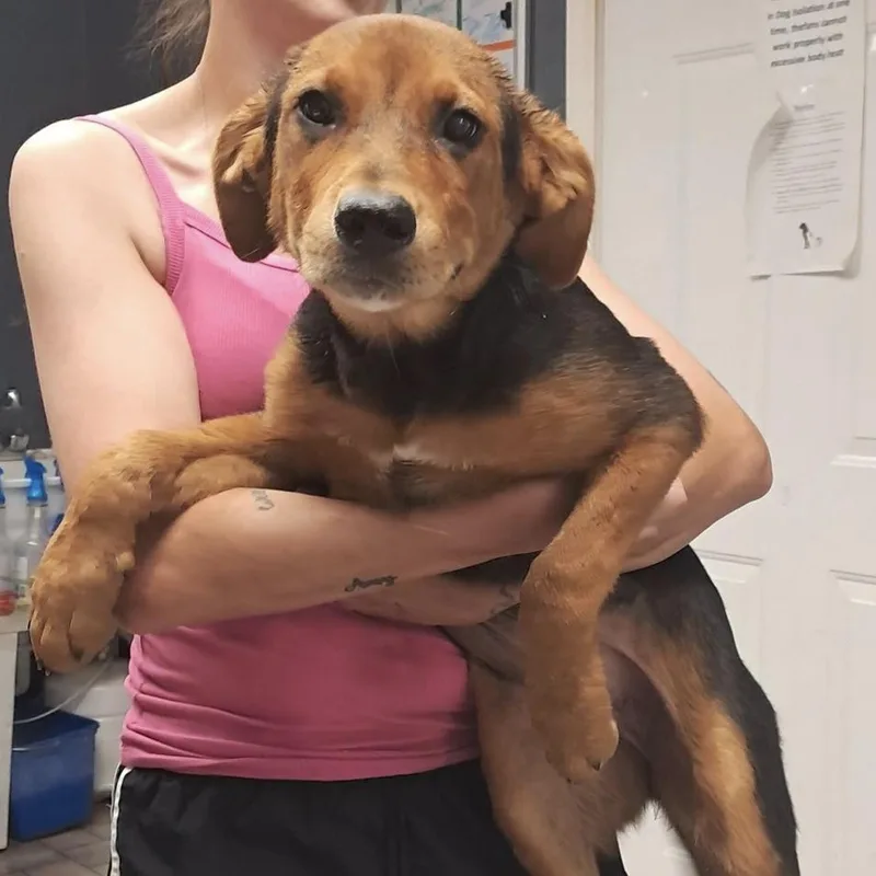 A baby medium-sized female Brown / Chocolate Hound dog named Brittany for adoption in Hollister, MO