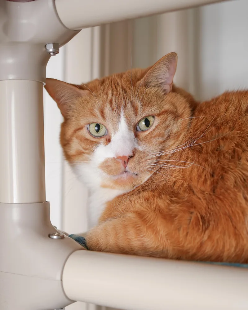 An adult medium-sized male Orange & White Domestic Short Hair cat named Dopey for adoption in Boise, ID