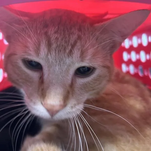A baby medium-sized male Domestic Short Hair cat named Austyn for adoption in Des Moines, IA