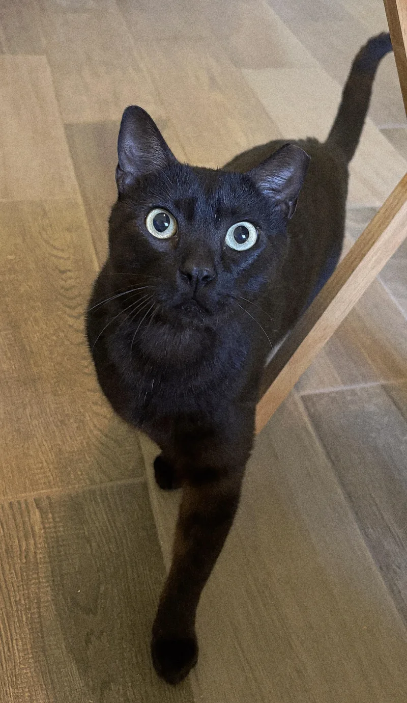 A young medium-sized male Black Domestic Short Hair cat named Rasputin for adoption in Houston, TX
