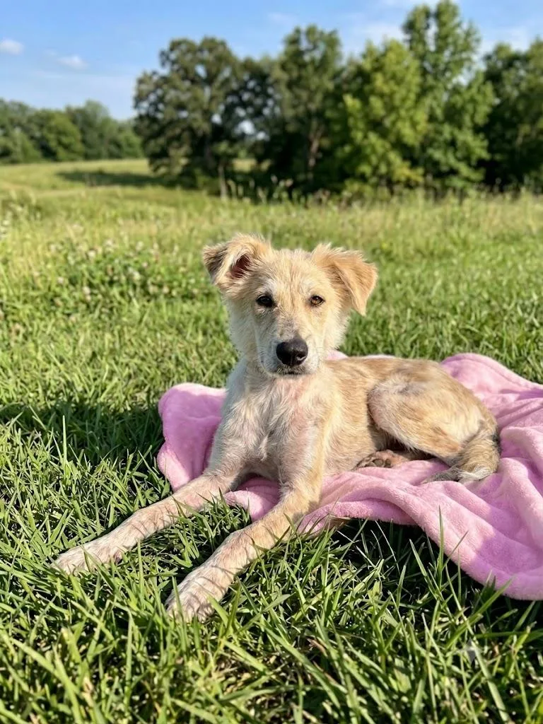 A baby small-sized female Golden Retriever dog named Holly for adoption in Dallas, TX