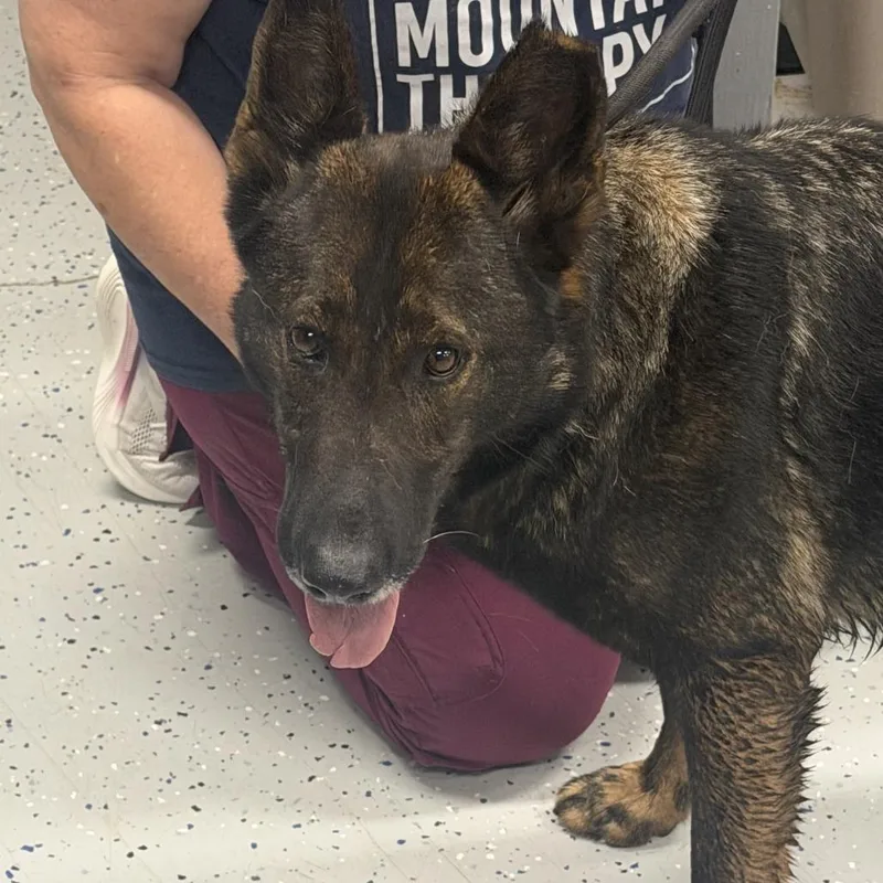 A senior large-sized female Black German Shepherd Dog dog named Greta for adoption in Marion, VA