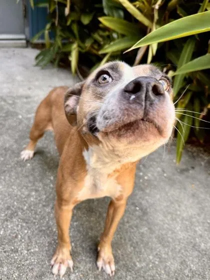An adult large-sized female Pit Bull Terrier dog named Shelby for adoption in New Orleans, LA