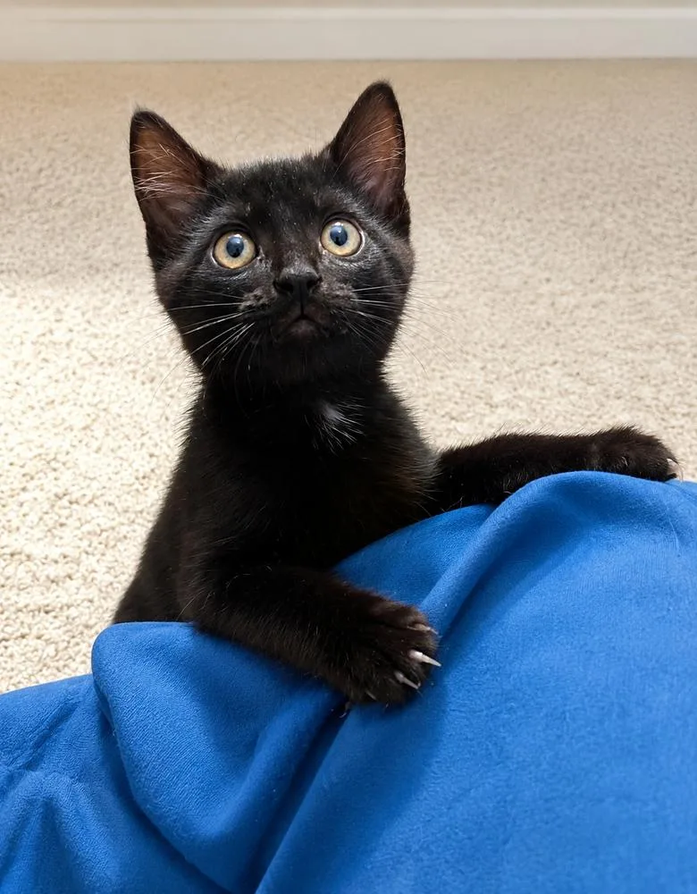 A baby small-sized female Black Domestic Short Hair cat named Clara for adoption in Homer Glen, IL