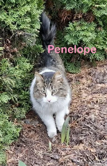 A young medium-sized female Domestic Long Hair cat named Penelope for adoption in Reston, VA