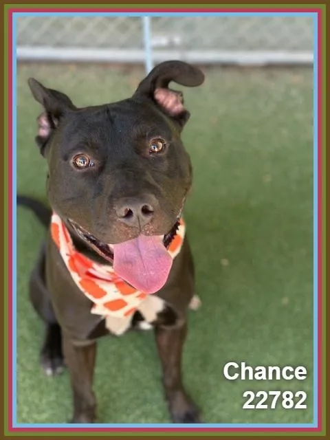 A young large-sized male Pit Bull Terrier dog named Chance for adoption in Marietta, GA