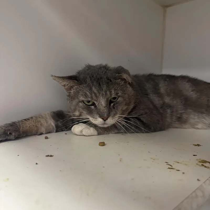 An adult small-sized male Gray / Blue / Silver Domestic Short Hair cat named Skylar for adoption in St Joseph, MO