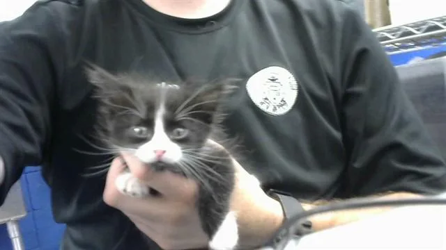 A baby small-sized male Domestic Short Hair cat named Froo for adoption in Albuquerque, NM