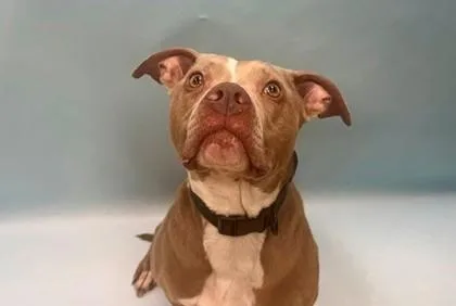 An adult large-sized male Pit Bull Terrier dog named Harvey for adoption in Coon Rapids, MN