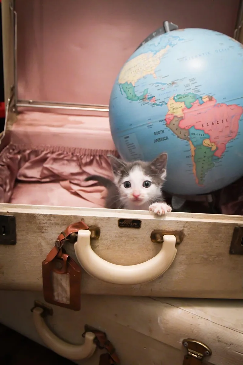 A baby medium-sized male Domestic Short Hair cat named Denver for adoption in Port Washington, WI