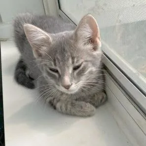 A baby small-sized male Tabby (Gray / Blue / Silver) Domestic Short Hair cat named Ross for adoption in Rochester, MN