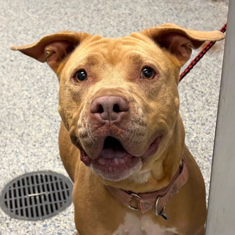 An adult medium-sized female Yellow / Tan / Blond / Fawn Mixed Breed dog named Ariyah for adoption in Greenville, SC