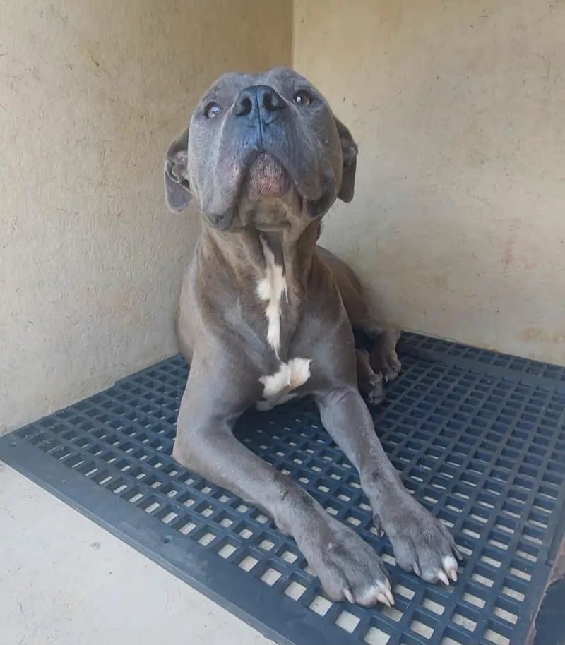 An adult medium-sized female Mixed Breed dog named Bonnie for adoption in Cartersville , GA