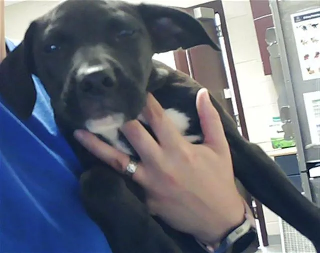 A baby small-sized female Labrador Retriever dog named Honey for adoption in Fayetteville, NC