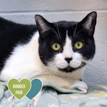 An adult medium-sized female Black & White / Tuxedo Domestic Short Hair cat named Odie for adoption in Sacramento, CA
