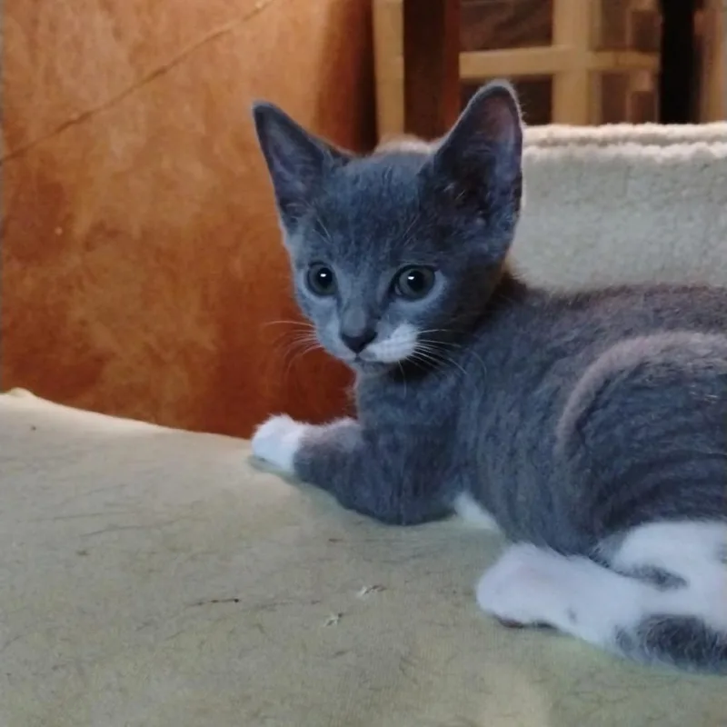 A baby small-sized female Gray / Blue / Silver Domestic Short Hair cat named Smoky for adoption in Port Charlotte, FL