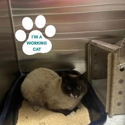 An adult medium-sized male Chocolate Point Domestic Short Hair cat named Cosmo for adoption in Dubuque, IA