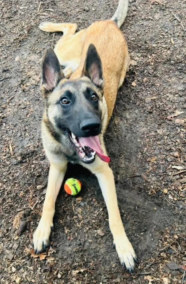 Charlotte Located In Al