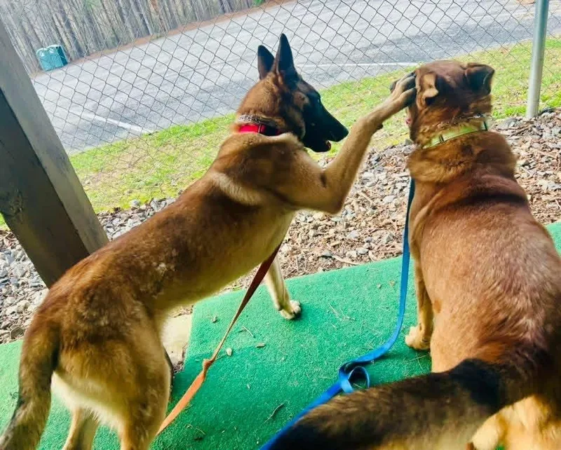 Charlotte Located In Al thumbnail 6