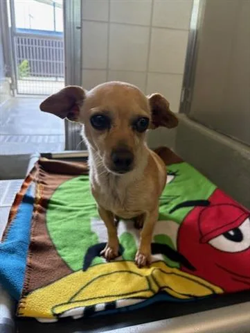 An adult small-sized female Chihuahua dog named Cynthia for adoption in San Martin, CA