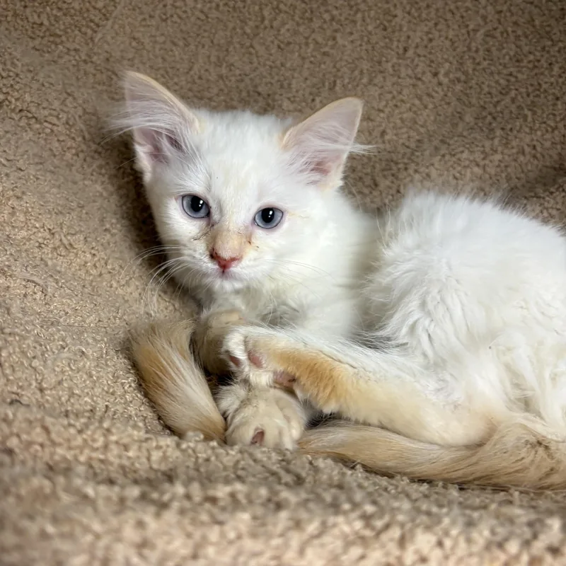 A baby small-sized male Flame Point Siamese cat named Kentucky for adoption in North Arlington, NJ